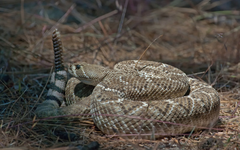 DSC_8770a.jpg