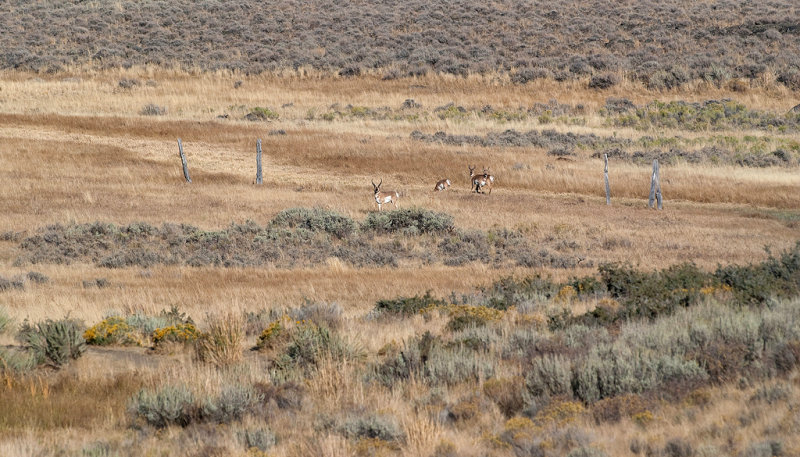 DSC_0071a.jpg