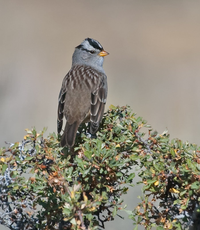 DSC_0614a.jpg