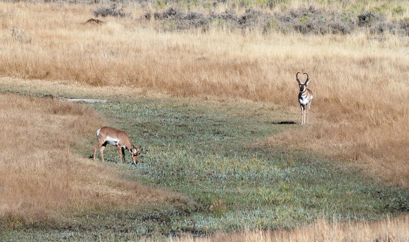 DSC_0812a.jpg