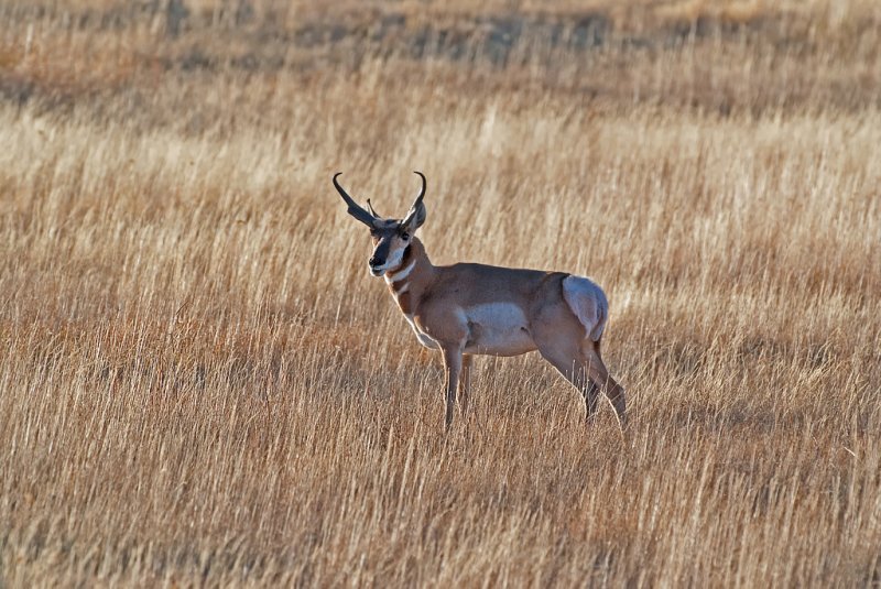 DSC_0982a.jpg