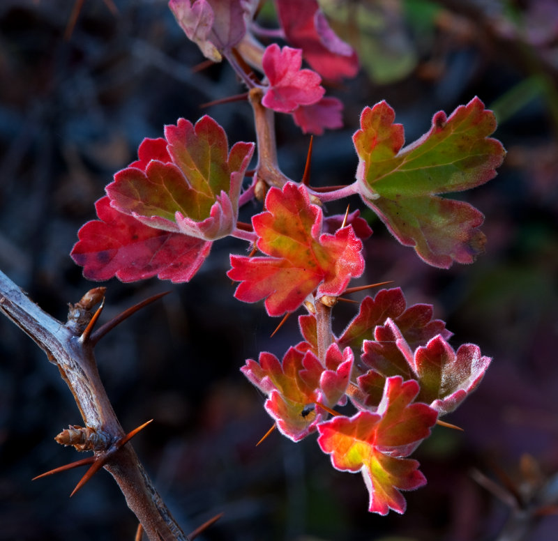 Gooseberry-leaves.jpg