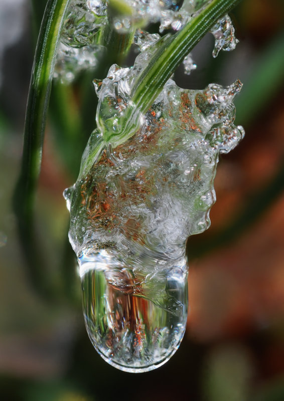 Icicle-on-fir-needle.jpg