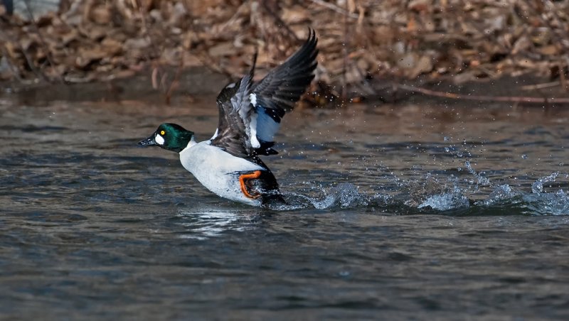 DSC_4804a.jpg