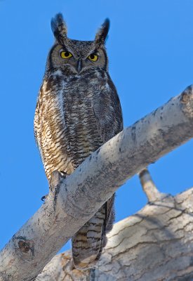 DSC_4312aC.jpg