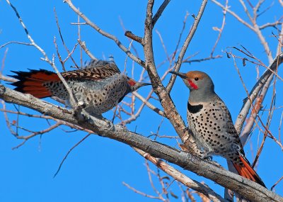 DSC_4396b.jpg