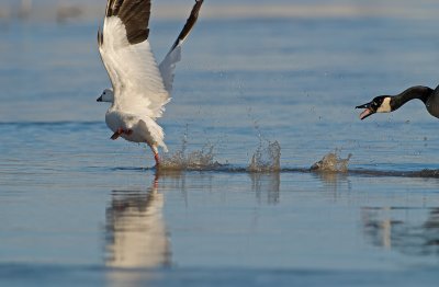 DSC_4458a.jpg