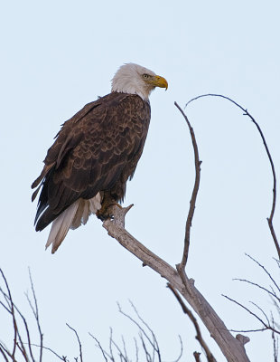 DSC_4751a.jpg