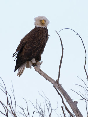 DSC_4754a.jpg