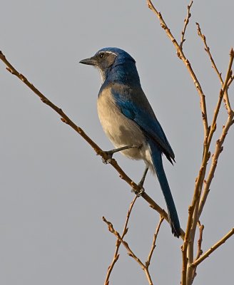 DSC_4077a.jpg