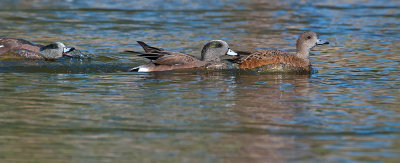 DSC_5890a.jpg