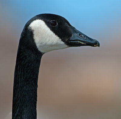 DSC_6042a.jpg