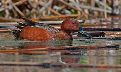 DSC_7835a.jpg