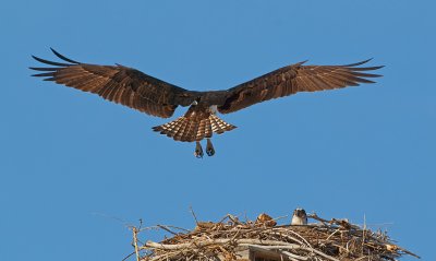 DSC_8010a.jpg
