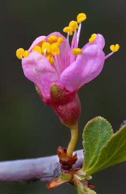 DSC_9288b.jpg