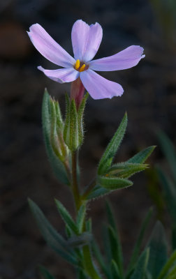 DSC_9553b.jpg