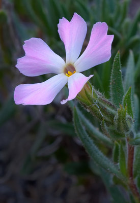 DSC_0270a.jpg