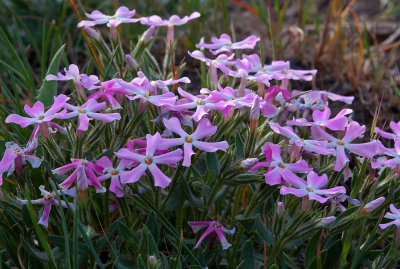 DSC_0309a.jpg
