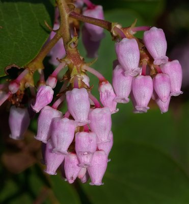 DSC_0385b.jpg