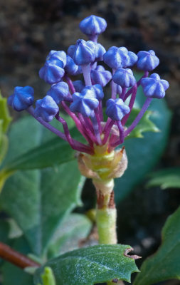 DSC_0457b.jpg