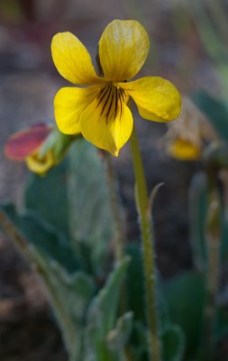 DSC_0532a.jpg