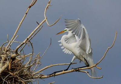 DSC_2575b.jpg