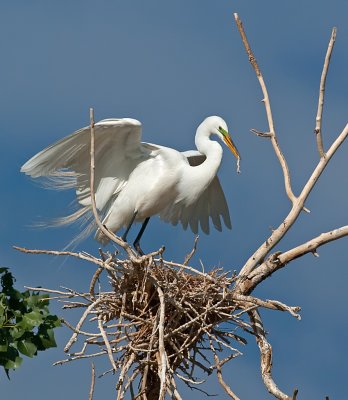 DSC_2628a.jpg