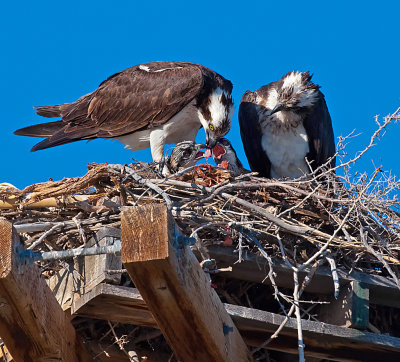 DSC_4670aC.jpg