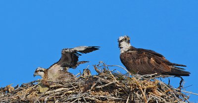 DSC_4897a.jpg