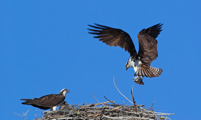 DSC_5222a.jpg