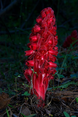 DSC_1878a.jpg