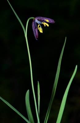 DSC_1972a.jpg