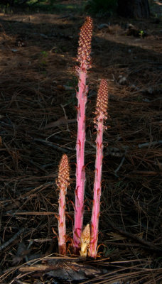 DSC_5683a.jpg