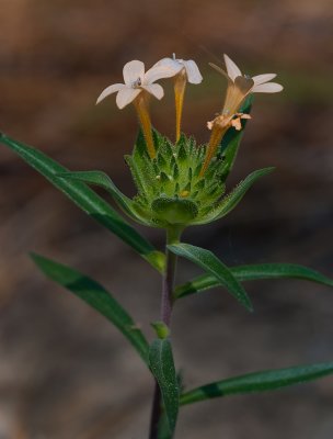 DSC_5793a.jpg