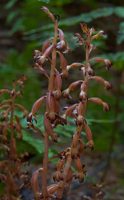 DSC_5979a.jpg