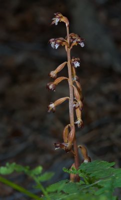 DSC_5984a.jpg