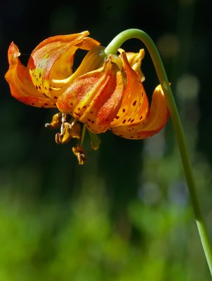 DSC_6027a.jpg