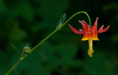 DSC_6099a.jpg