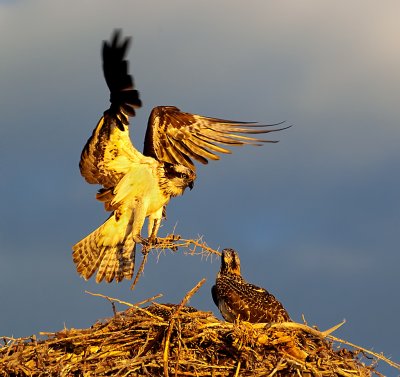 DSC_6121a.jpg