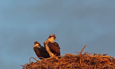 DSC_6383a.jpg