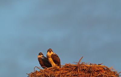 DSC_6386a.jpg