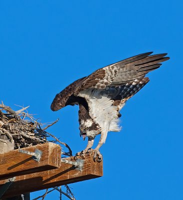 DSC_6435a.jpg