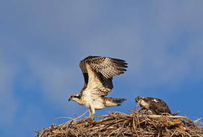 DSC_6448a.jpg