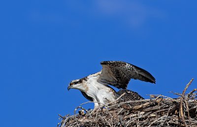 DSC_6485a.jpg