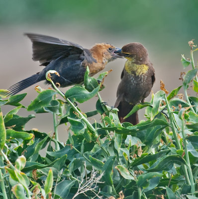 DSC_2242a.jpg
