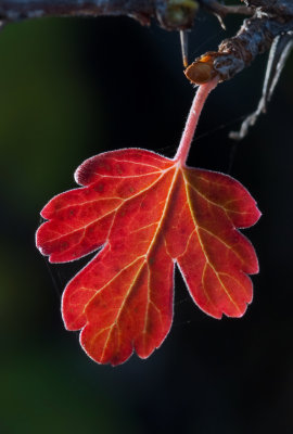 DSC_1931a.jpg