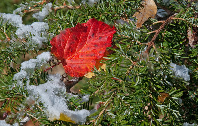 DSC_3488a.jpg