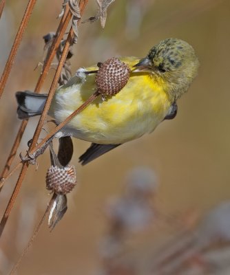 DSC_3669a.jpg