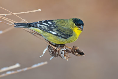DSC_3768a.jpg