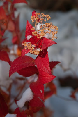DSC_3792a.jpg